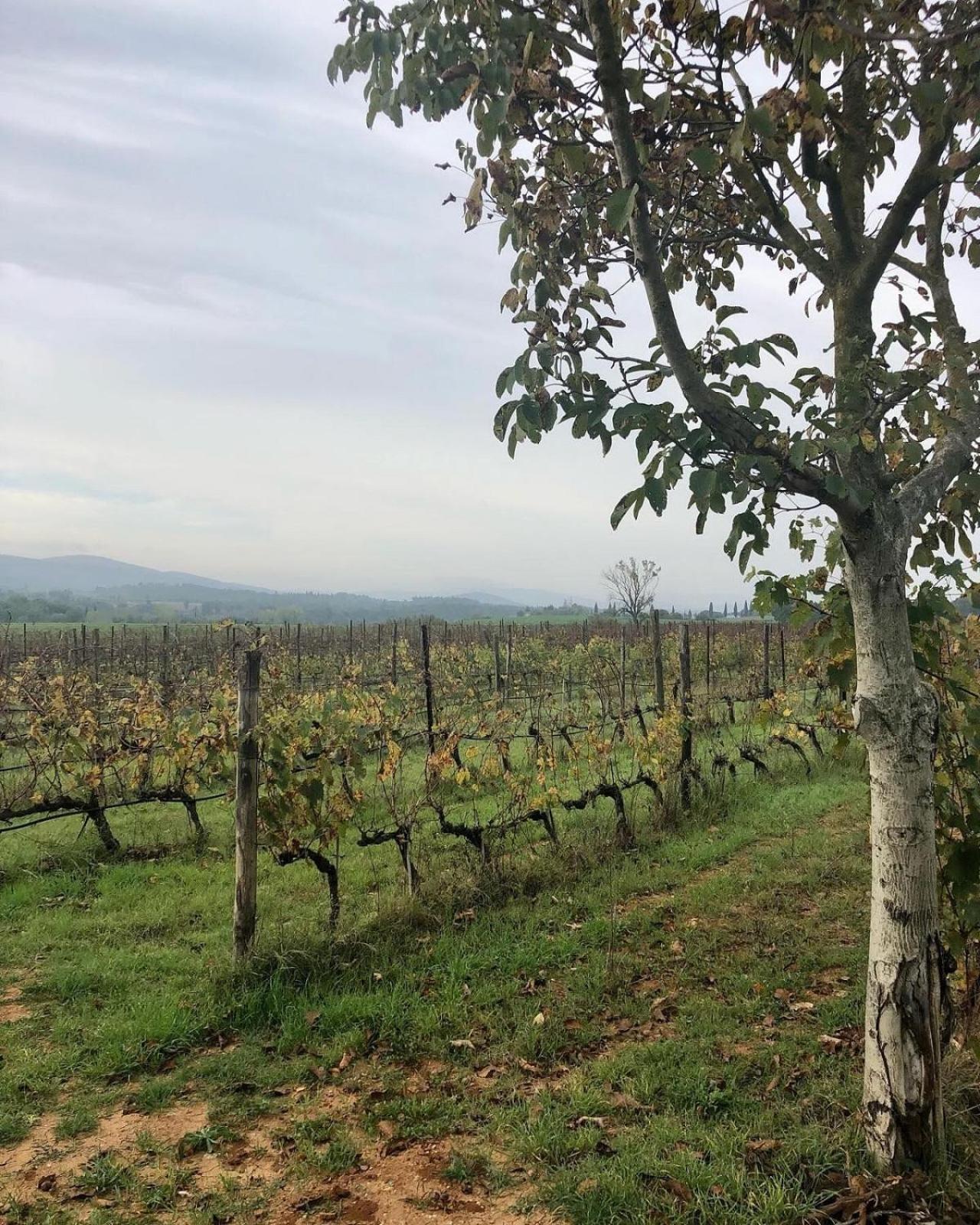 Agriturismo La Segolina コッレ・ヴァル・デルザ エクステリア 写真