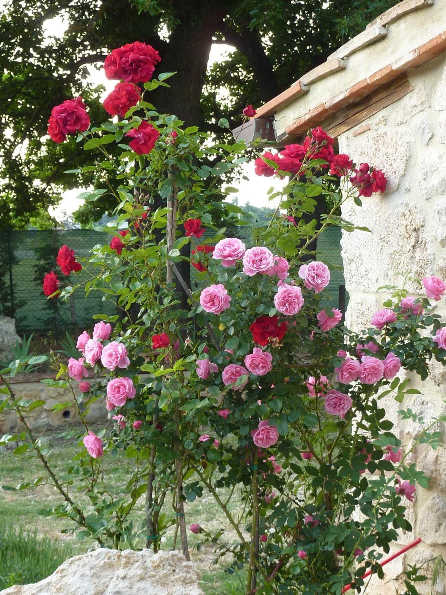Agriturismo La Segolina コッレ・ヴァル・デルザ エクステリア 写真