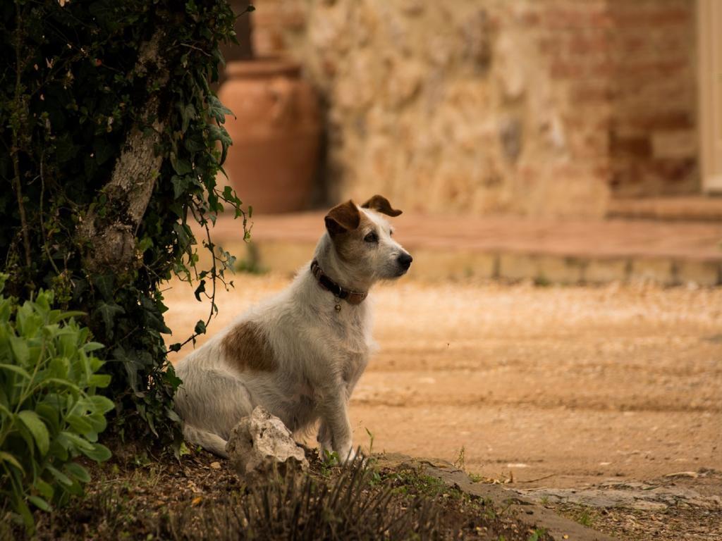 Agriturismo La Segolina コッレ・ヴァル・デルザ エクステリア 写真